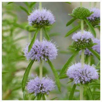 Menta (Mentha)