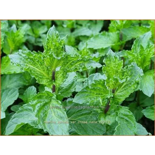 Mentha crispa Nana - Fodormenta