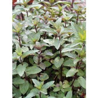 Menta (Mentha)