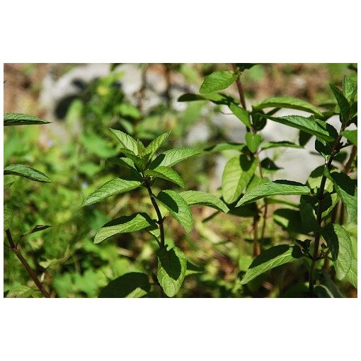 Mentha piperita Pfefferminze - Borsmenta