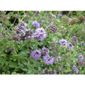 Mentha pulegium - Csobormenta