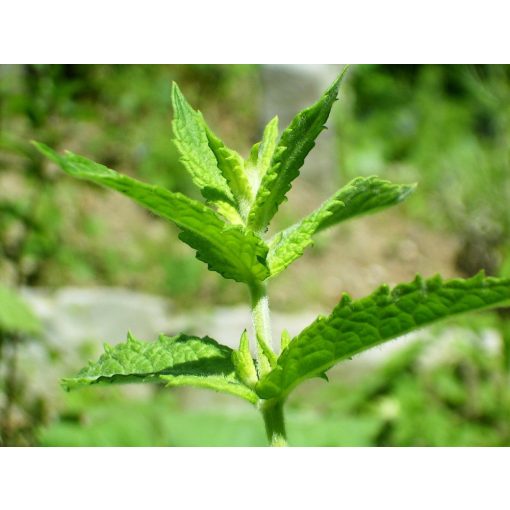 Mentha spicata - Fodormenta