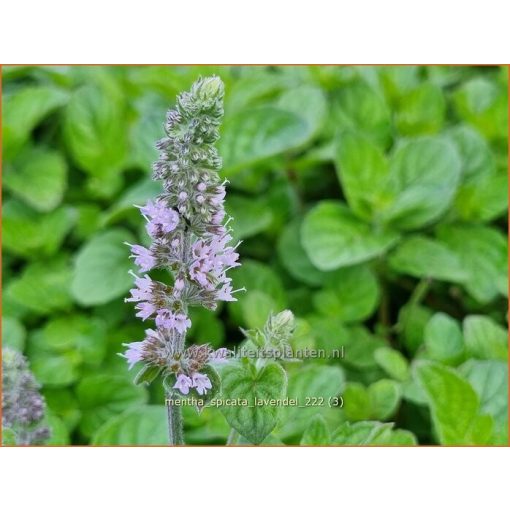 Mentha spicata Lavendel - Fodormenta