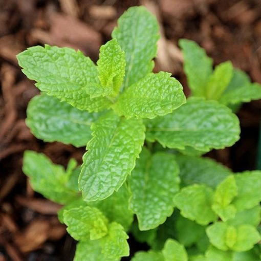 Mentha spicata Moroccan - Fodormenta