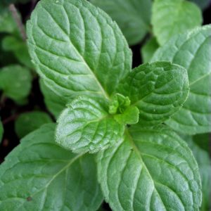 Mentha spicata Weinminze - Fodormenta