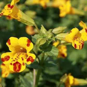 Bohócvirág (Mimulus)