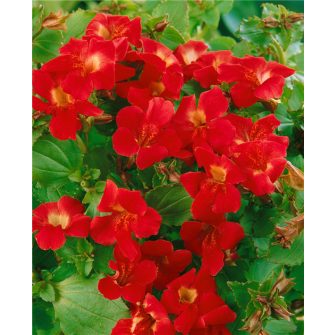 Bohócvirág (Mimulus)