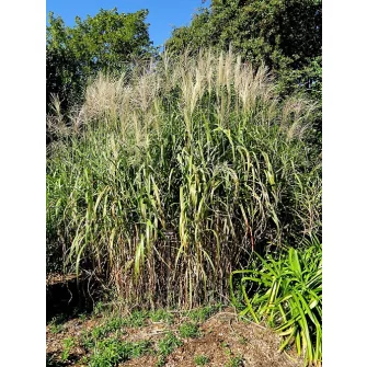 Japánfű (Miscanthus)