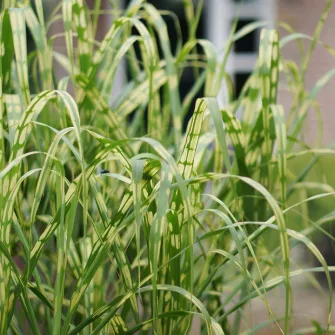 Japánfű (Miscanthus)