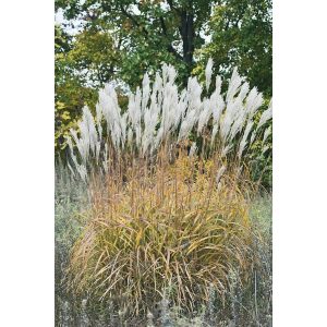 Miscanthus sacchariflorus - Ezüstös japánfű