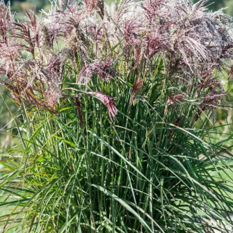 Japánfű (Miscanthus)
