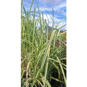 Miscanthus sinensis Cabaret - Japánfű