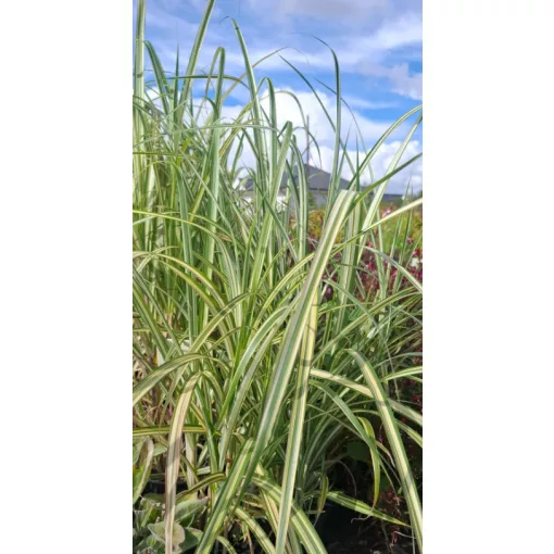 Miscanthus sinensis Cabaret - Japánfű