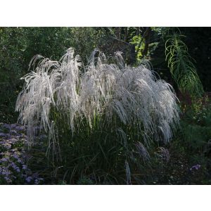 Miscanthus sinensis Champagner - Japánfű