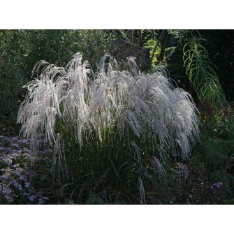 Japánfű (Miscanthus)
