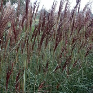 Miscanthus sinensis China - Japánfű
