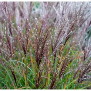 Miscanthus sinensis Cute One - Japánfű