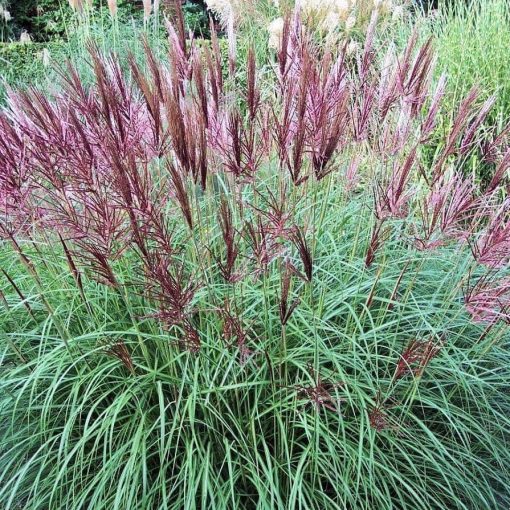 Miscanthus sinensis Ferner Osten - Japánfű