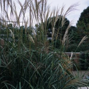 Miscanthus sinensis Goliath - Japánfű