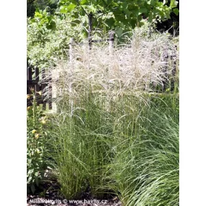 Miscanthus sinensis Graziella - Japánfű
