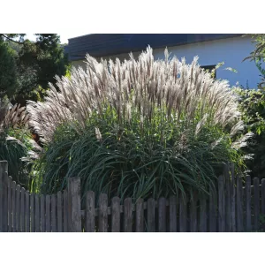 Miscanthus sinensis Grosse Fontäne - Japánfű