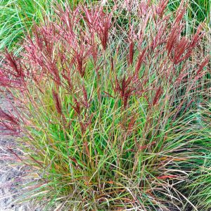 Miscanthus sinensis Ibiza - Japánfű