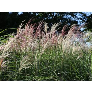 Miscanthus sinensis Kleine Fontäne - Japánfű