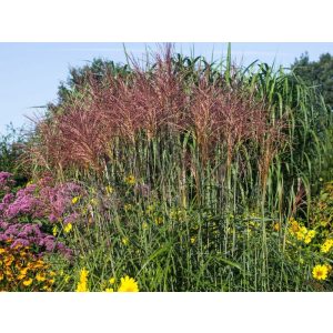 Miscanthus sinensis Kupferberg - Japánfű