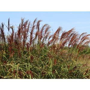 Miscanthus sinensis Makramee - Japánfű