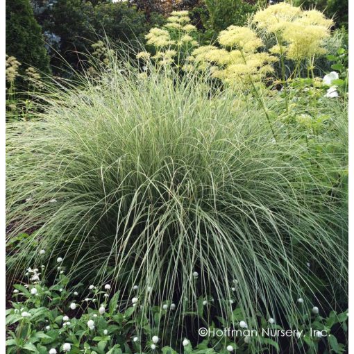 Miscanthus sinensis Morning Light - Japánfű