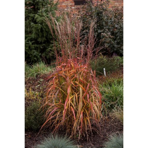 Miscanthus sinensis Navajo - Japánfű