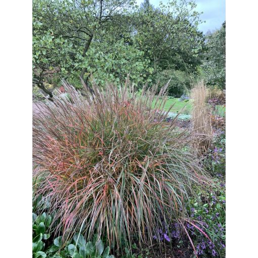 Miscanthus sinensis Purple Fall - Japánfű