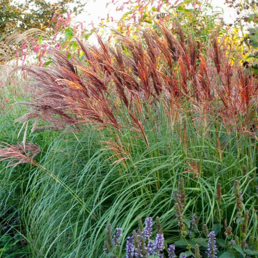 Miscanthus sinensis Red Chief - Japánfű