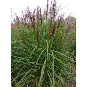 Miscanthus sinensis Roter Pfeil - Japánfű