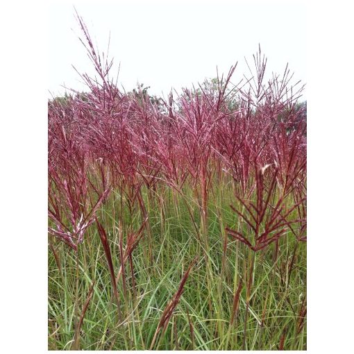 Miscanthus sinensis Rotfuchs - Japánfű