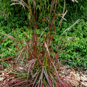 Miscanthus sinensis Ruby Cute - Japánfű