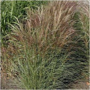 Miscanthus sinensis Silver Spinner - Japánfű