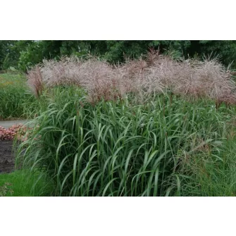 Japánfű (Miscanthus)