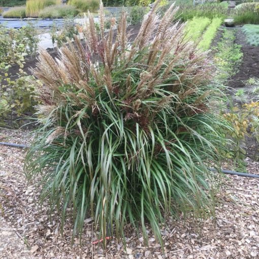 Miscanthus sinensis Volcano - Japánfű