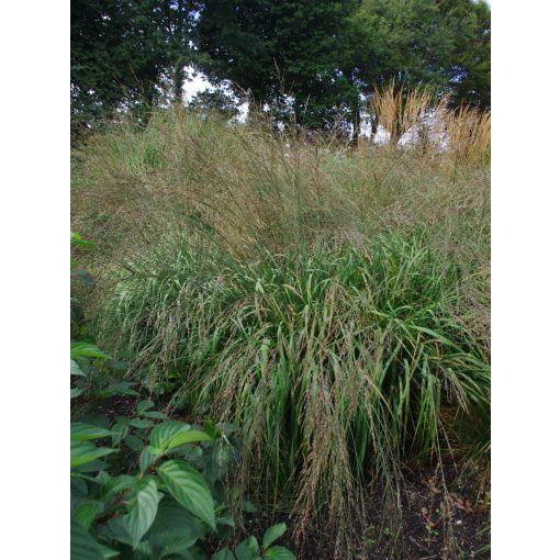 Molinia arundinacea Les Ponts de Ce - Magas kékperje