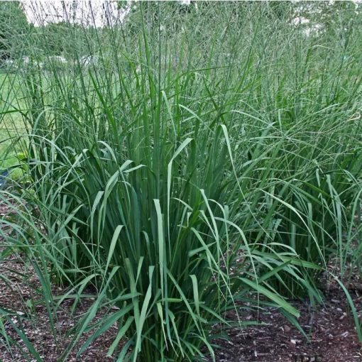 Molinia arundinacea - Magas kékperje