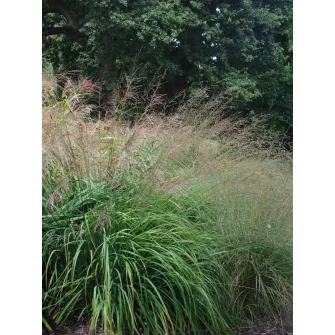 Kékperje (Molinia)