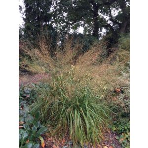 Molinia arundinacea Transparent - Magas kékperje