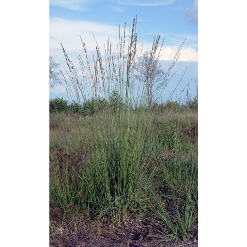 Molinia caerulea - Nyugati kékperje