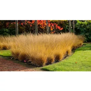 Molinia caerulea Poul Petersen - Nyugati kékperje