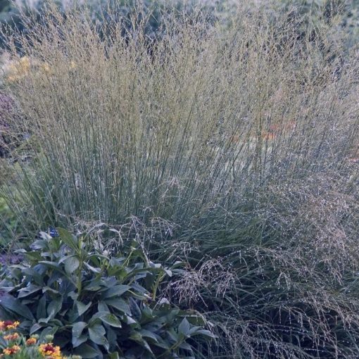 Molinia caerulea Strahlenquelle - Nyugati kékperje