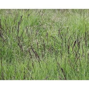 Molinia caerulea Torch - Nyugati kékperje