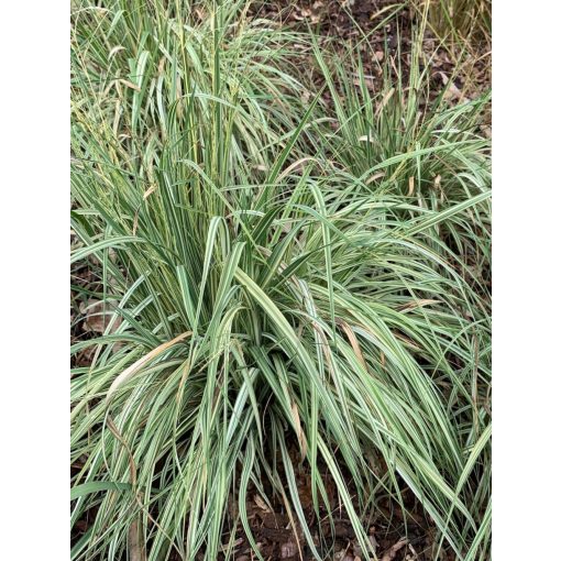 Molinia caerulea Variegata - Nyugati kékperje