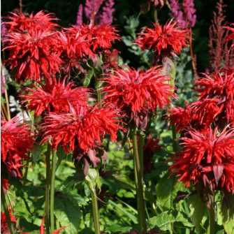 Méhbalzsam (Monarda)