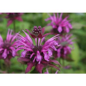 Monarda Baby Spice - Méhbalzsam